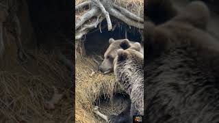 “Through the Fur: A Bear’s Hidden World” #desertlizard #viral #gerenuk #animalworld #iguana #animal