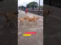 #chander Hashi vlogs #vlog video #vlog shorts #shorts video #shorts