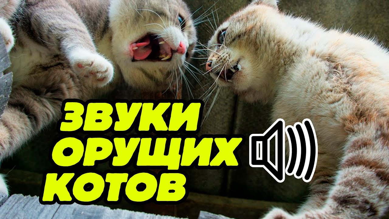 Звук котов которые хотят. Драка кошек звук. Коты дерутся. Коты дерутся звук. Звук дерущихся котов.