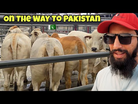 Yar Kesy Me Apni Ye Khushi Ap K Sath Share Karon 🥺😍❤️ | AR Maani