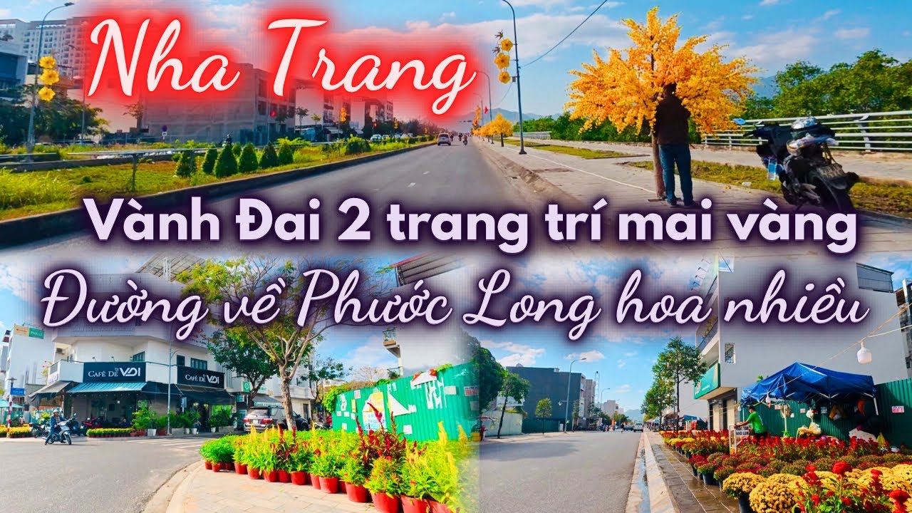 La cà Nha Trang , Đường Vành Đai 2 trang trí cây mai đón Tết , đường về Phước Long hoa nhiều 