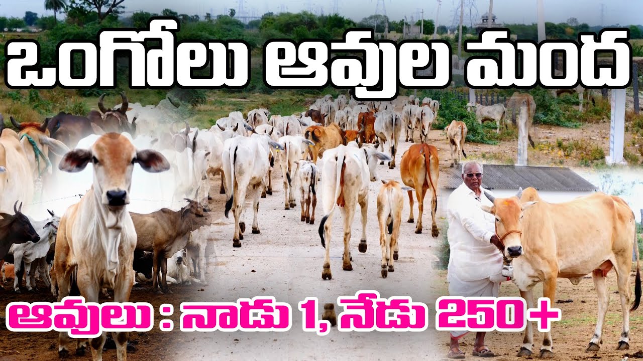 Развитие коров Онголе – естественно, бесплатно || Развитие коров Онголе || Котесвара Рао