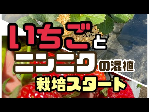 家庭菜園】#88 いちごとニンニクの混植栽培スタート - YouTube