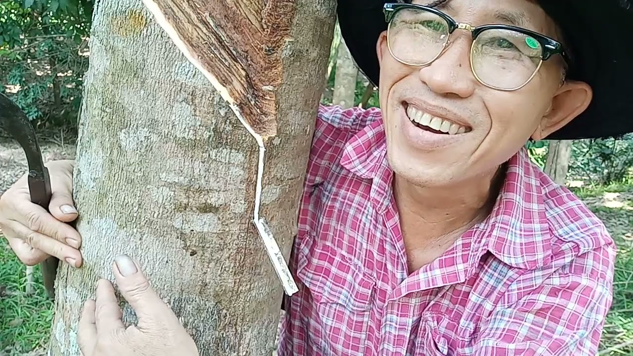 ยางพาราปลูกด้วยเม็ดที่น่าน