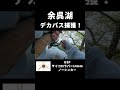 余呉湖ってバス釣れるんや（驚）