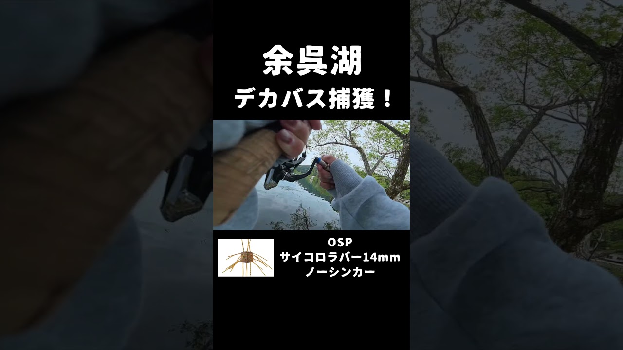 余呉湖ってバス釣れるんや（驚）