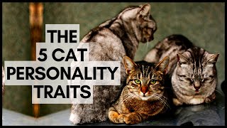 The 5 Cat Personality Traits