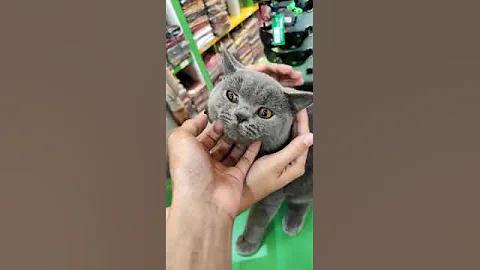 Watch the video about #shorts #cat #kucinglucu #catvideos #funnycats #kucing #catlover #british