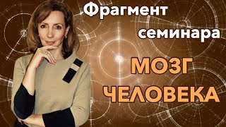 Как устроен мозг человека? - фрагмент семинара 