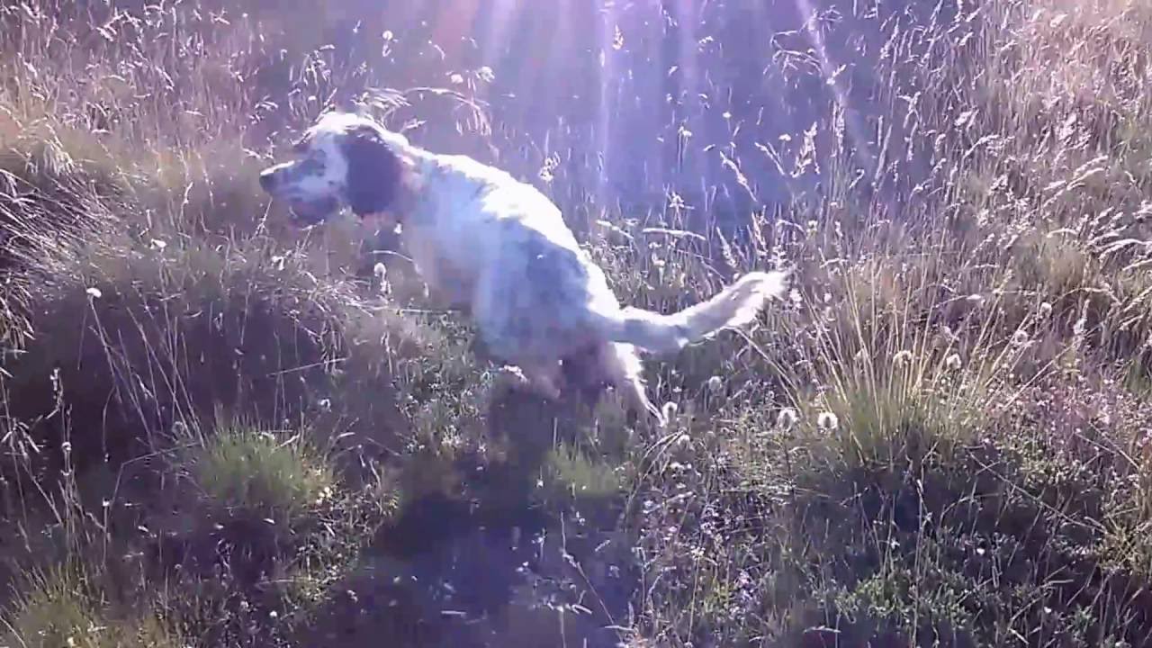 setter perdikes 2016