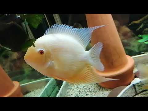 Severum Balıklarımın Son