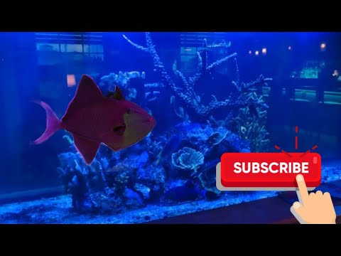 #marine life with shiv #marine aquarium #reef #fish  blue trigger fish ...