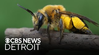 Novi earns 'Bee City USA' ranking