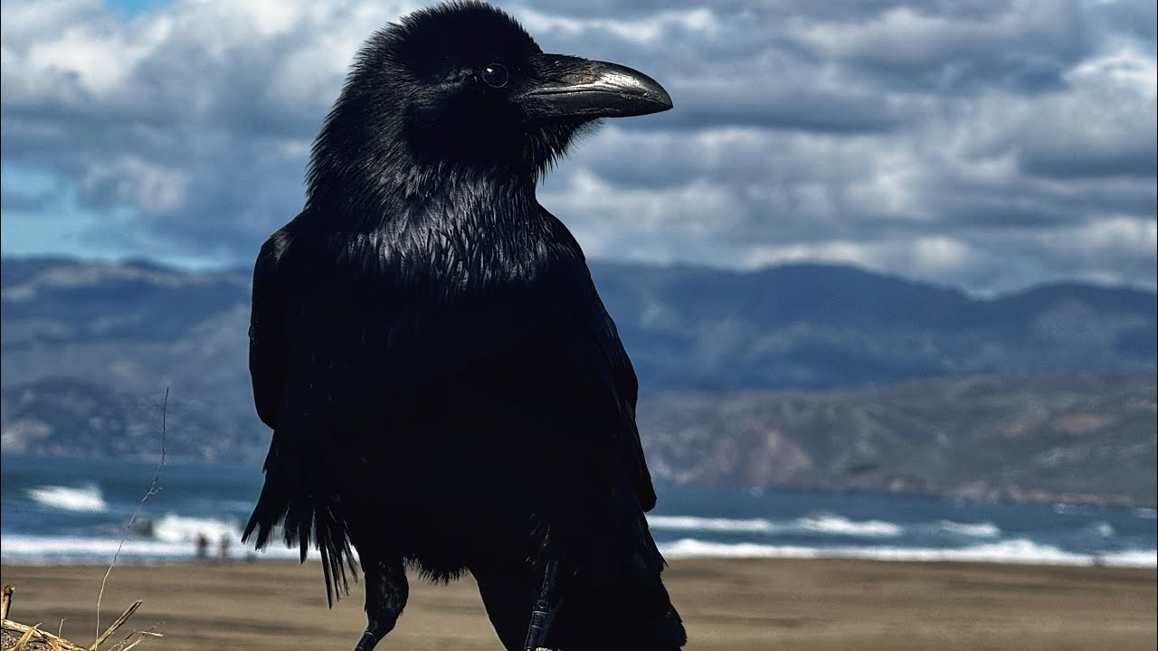 Raven Ocean Raven Reels Ocean Beach #oceanbeach #raven #corvids #birds # ...