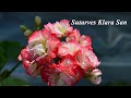 Sutarves Klara San - розебудная очень красивая пеларгония