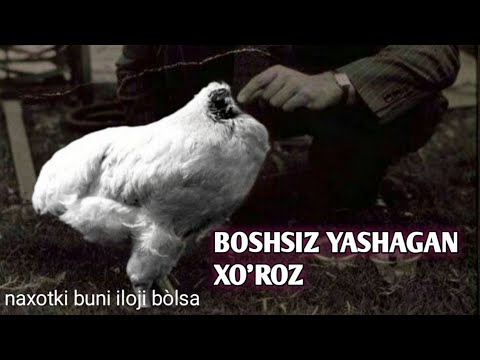 Video: Xo'roz Mayk boshsiz qanday yashagani haqidagi hikoya