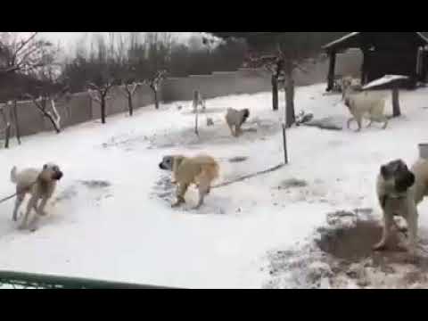 turkish-kangal-in-snow-fall