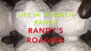 Raunchy Randy's Roach Ranch