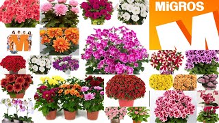 Mi̇gros Çi̇çek Tutkunlarina Özel Renkler Ve Kokular Şöleni̇