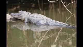 Southern Style Airboat Tours