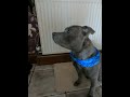 Naiya the Staffy Wants Her Food! :) - Shorts