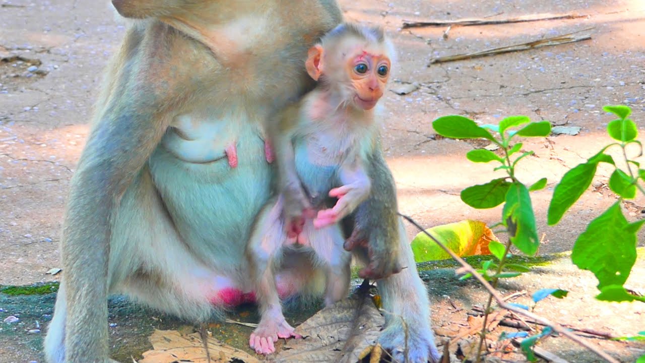 Oh! so cute little baby monkey congratulations Robe gets a new baby very cute