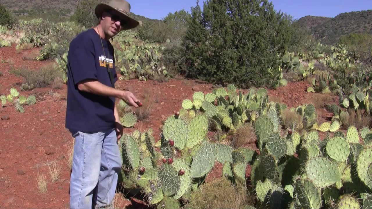 Food From Prickly Pear Cactus with Survival Instructor Tony Nester