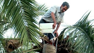 شراب 'اللاقمي' في تونس سعرات حرارية تطفئ ظمأ التونسيين | AFP