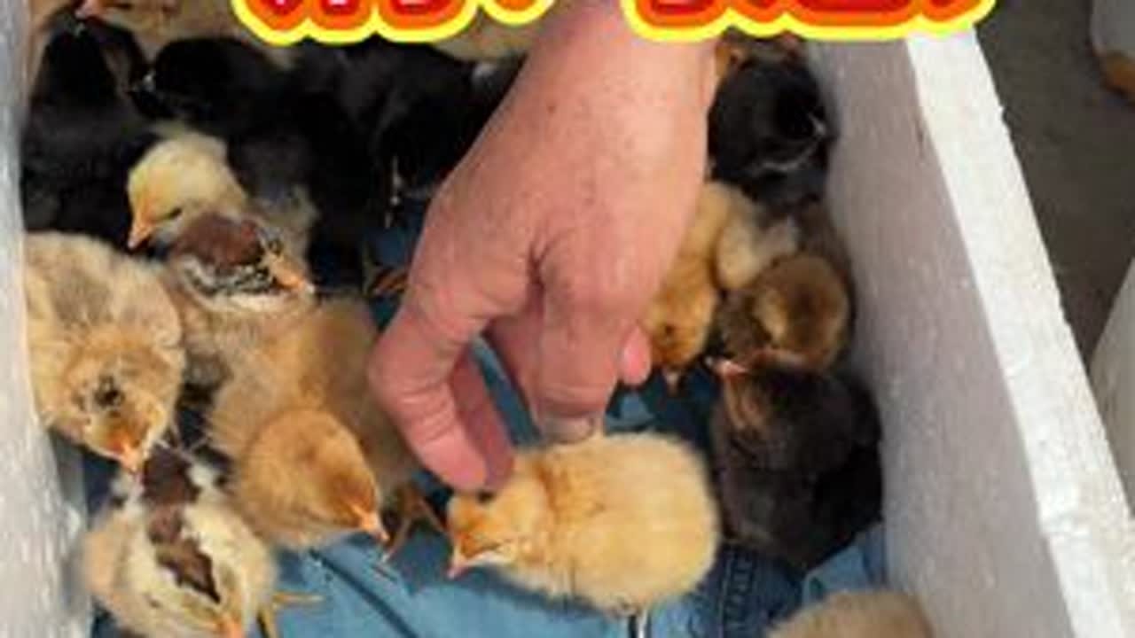 孵鸡崽，60个鸡蛋孵化出50只鸡崽。#农村生活  #三农