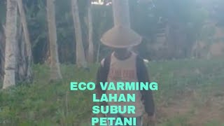 PEMUPUKAN SINGKONG DG ECO FARMING