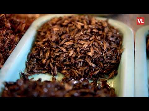 Video: Can-O-crvi, cvrčci i kukci