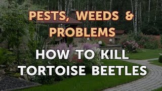 How to Kill Tortoise Beetles