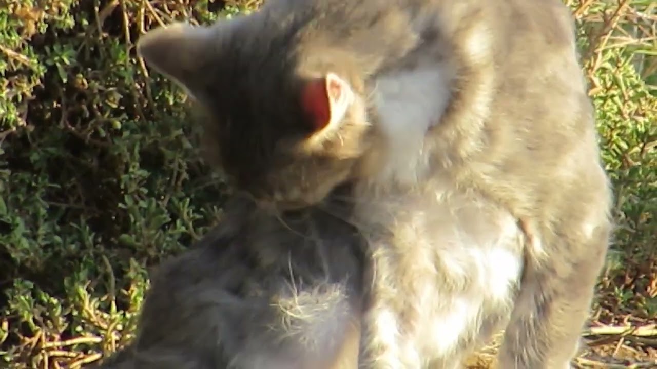 Self Supporting Cats free roam in city park