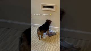 Different Mailman. …Her tail is wagging so fast!