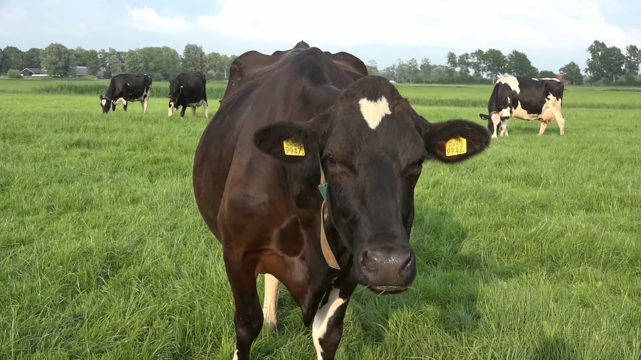 Kwaliteit Stijl (Style 6)