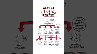 Immunology Insights: Lymphocyte Development #TCells  #adaptiveimmunity  #meded #immunology