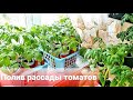 Коренастая рассада томатов.ПОЛИВ-это важно. Мой опыт.