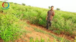 Natural Farming | Growing Pomegranate in Inter crop System (Telugu)