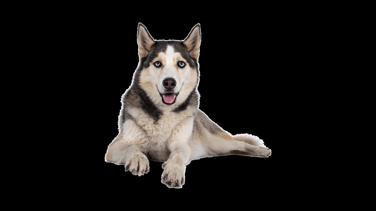 Siena Huskies vs MWSU Club | NACE round 3