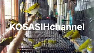 MP3 Koloni auriventer mata putih di jamin burung cepat buka paruh