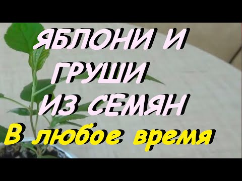 КАК ВЫРАСТИТЬ ИЗ СЕМЯН ЯБЛОНИ И ГРУШИ. ВЫСОКАЯ ВСХОЖЕСТЬ.