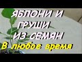 КАК ВЫРАСТИТЬ ИЗ СЕМЯН ЯБЛОНИ И ГРУШИ. ВЫСОКАЯ ВСХОЖЕСТЬ.