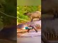 Pourquoi les Crocodiles aiment les Capybara ♥️♥️🔥🔥!!