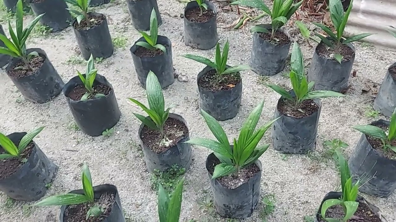 Pemupukan Bibit Sawit PPKS 540 dengan Unsur Sulfur ⛔️⛔️⛔️