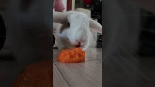 2026년 5월 19일 롭이어토끼(Lop Rabbit) #Cute Bunny #Lop #rabbit #bunny #animals #토끼 #love #cute #pet