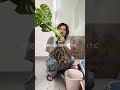 モンステラを立たせる方法🪴#観葉植物 #高橋園芸 #モンステラ