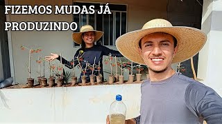 Como Fazer Mudas De Acerola Já Produzindo Po A Po Cauã E Fabrícia No Sítio