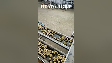 Potato Grading Machine Potato Sizer for commercial Potato Farm