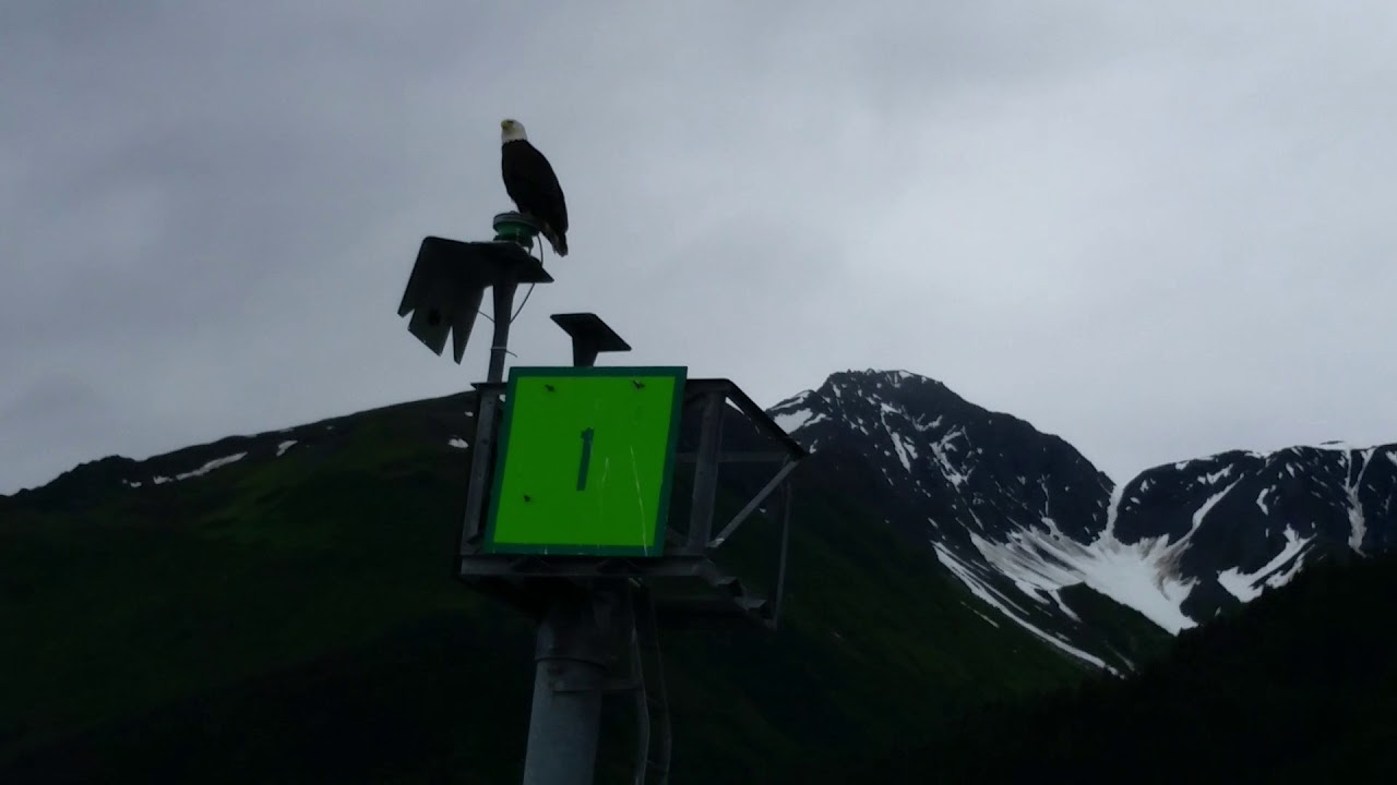 camera iphone 8 plus apk Awesome Bald Eagle on Resurrection Bay, Seward, Alaska