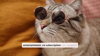 The Purr-fect World of Cats